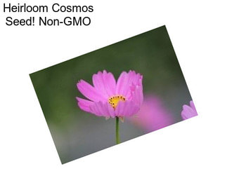 Heirloom Cosmos Seed! Non-GMO