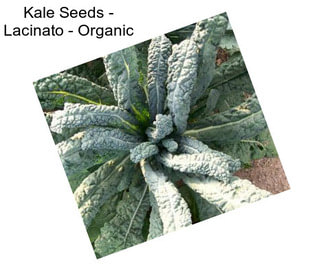 Kale Seeds - Lacinato - Organic