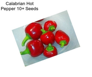 Calabrian Hot Pepper 10+ Seeds