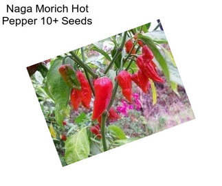 Naga Morich Hot Pepper 10+ Seeds