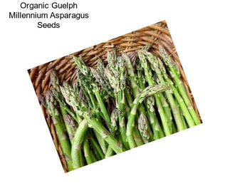 Organic Guelph Millennium Asparagus Seeds