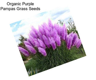 Organic Purple Pampas Grass Seeds