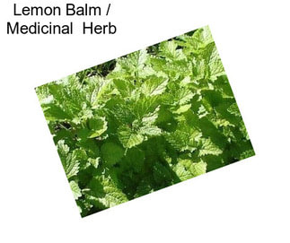 Lemon Balm / Medicinal  Herb