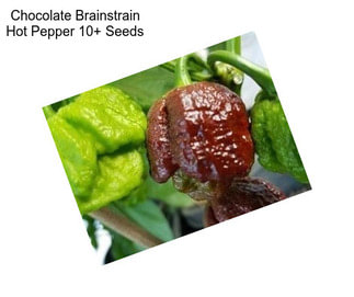 Chocolate Brainstrain Hot Pepper 10+ Seeds