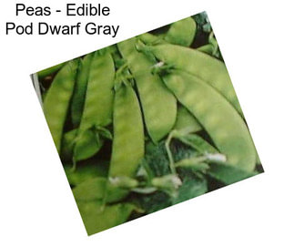 Peas - Edible Pod Dwarf Gray