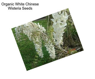 Organic White Chinese Wisteria Seeds
