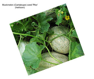 Muskmelon (Cantaloupe) seed \'Pike\' (heirloom)