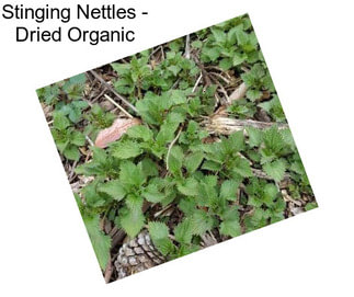 Stinging Nettles - Dried Organic