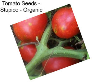 Tomato Seeds - Stupice - Organic
