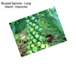 Brussel Sprouts - Long Island - Improved