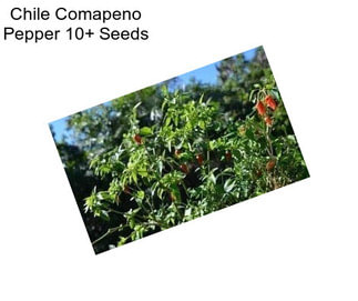 Chile Comapeno Pepper 10+ Seeds
