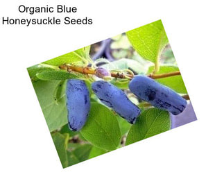 Organic Blue Honeysuckle Seeds