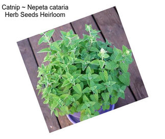 Catnip ~ Nepeta cataria Herb Seeds Heirloom