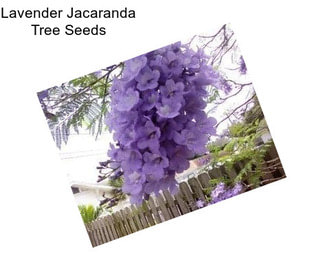 Lavender Jacaranda Tree Seeds