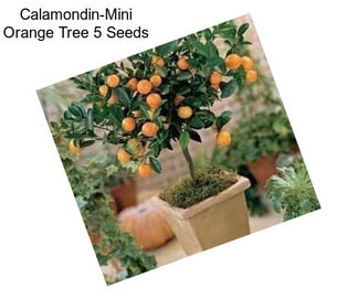 Calamondin-Mini Orange Tree 5 Seeds