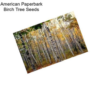 American Paperbark Birch Tree Seeds