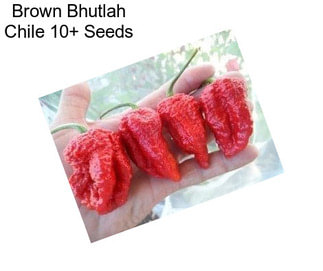 Brown Bhutlah Chile 10+ Seeds