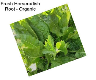 Fresh Horseradish Root - Organic