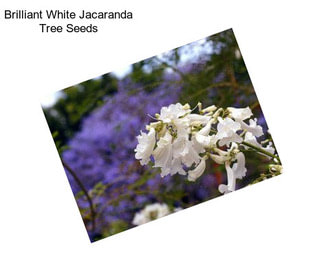 Brilliant White Jacaranda Tree Seeds