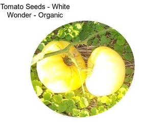 Tomato Seeds - White Wonder - Organic