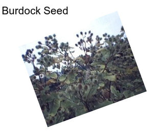 Burdock Seed