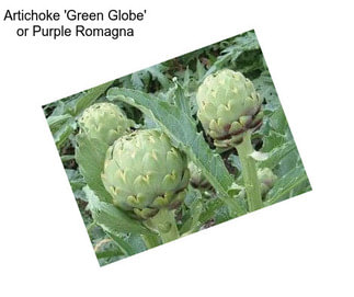 Artichoke \'Green Globe\' or Purple Romagna