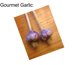 Gourmet Garlic