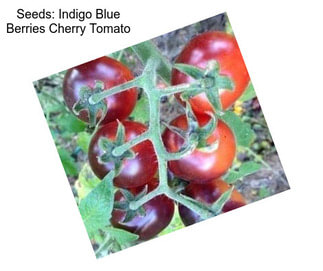 Seeds: Indigo Blue Berries Cherry Tomato