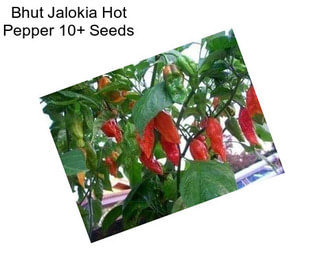 Bhut Jalokia Hot Pepper 10+ Seeds