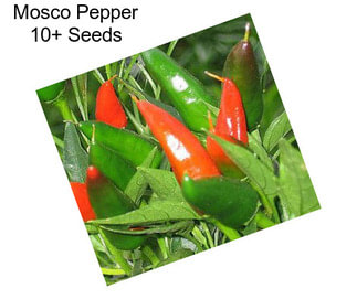 Mosco Pepper 10+ Seeds