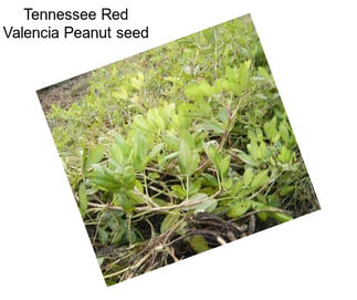 Tennessee Red Valencia Peanut seed