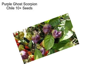 Purple Ghost Scorpion Chile 10+ Seeds