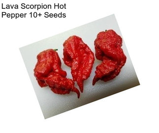 Lava Scorpion Hot Pepper 10+ Seeds
