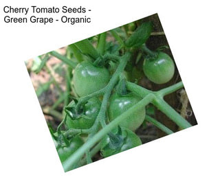 Cherry Tomato Seeds - Green Grape - Organic