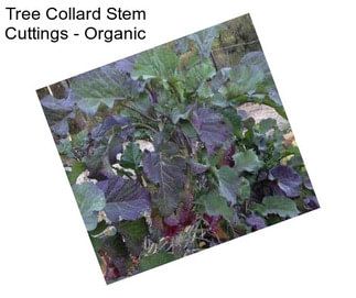 Tree Collard Stem Cuttings - Organic