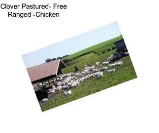 Clover Pastured- Free Ranged -Chicken
