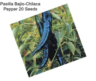 Pasilla Bajio-Chilaca Pepper 20 Seeds