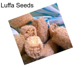 Luffa Seeds