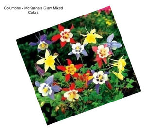 Columbine - McKanna\'s Giant Mixed Colors