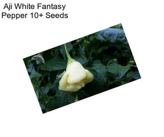 Aji White Fantasy Pepper 10+ Seeds