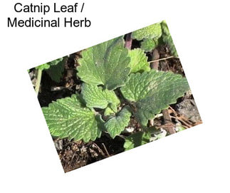 Catnip Leaf / Medicinal Herb