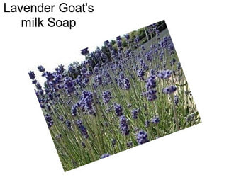 Lavender Goat\'s milk Soap
