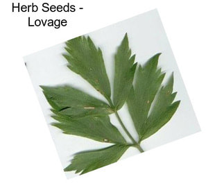 Herb Seeds - Lovage