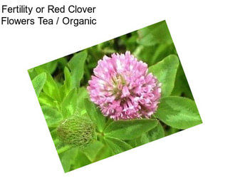 Fertility or Red Clover Flowers Tea / Organic