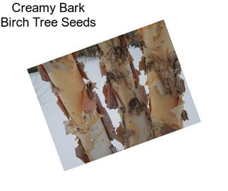 Creamy Bark Birch Tree Seeds