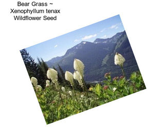 Bear Grass ~ Xenophyllum tenax Wildflower Seed