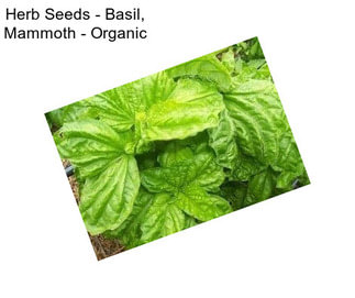Herb Seeds - Basil, Mammoth - Organic