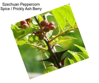 Szechuan Peppercorn Spice / Prickly Ash Berry