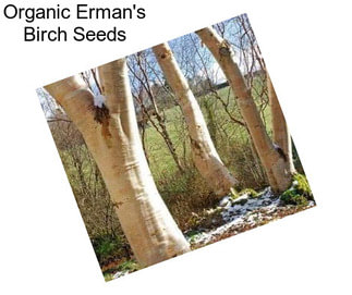 Organic Erman\'s Birch Seeds