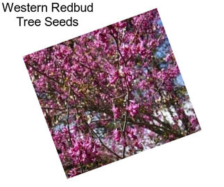 Western Redbud Tree Seeds